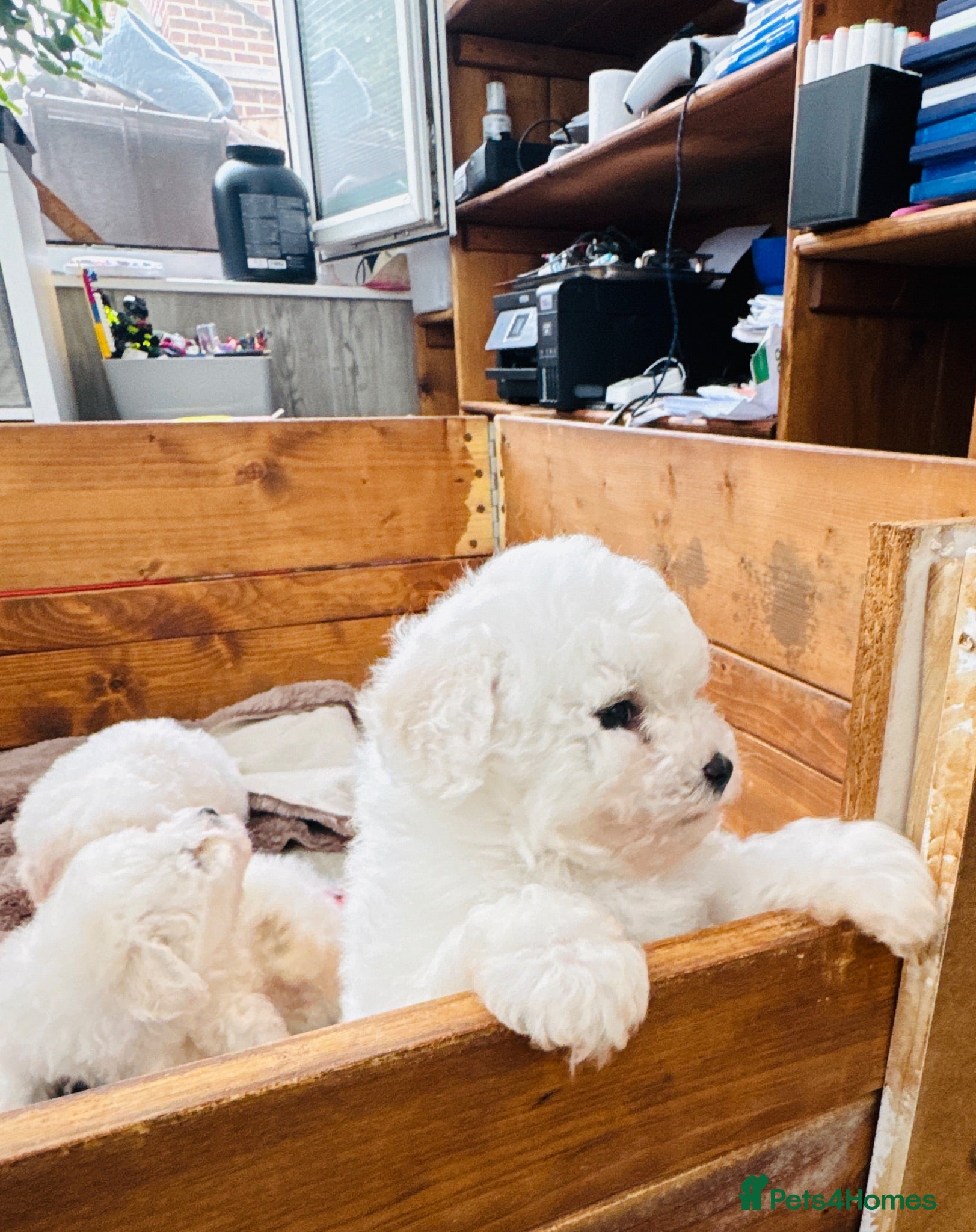 Bichon Frise dogs KC Registered Bichon Frise Champion Lines  - Advert 7