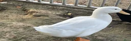 Ducks poultry for sale: 4 ducks for sale  - Advert 3