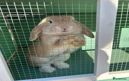 English Lop rabbits for sale: Male rabbit to go to 5* home  - Advert 2