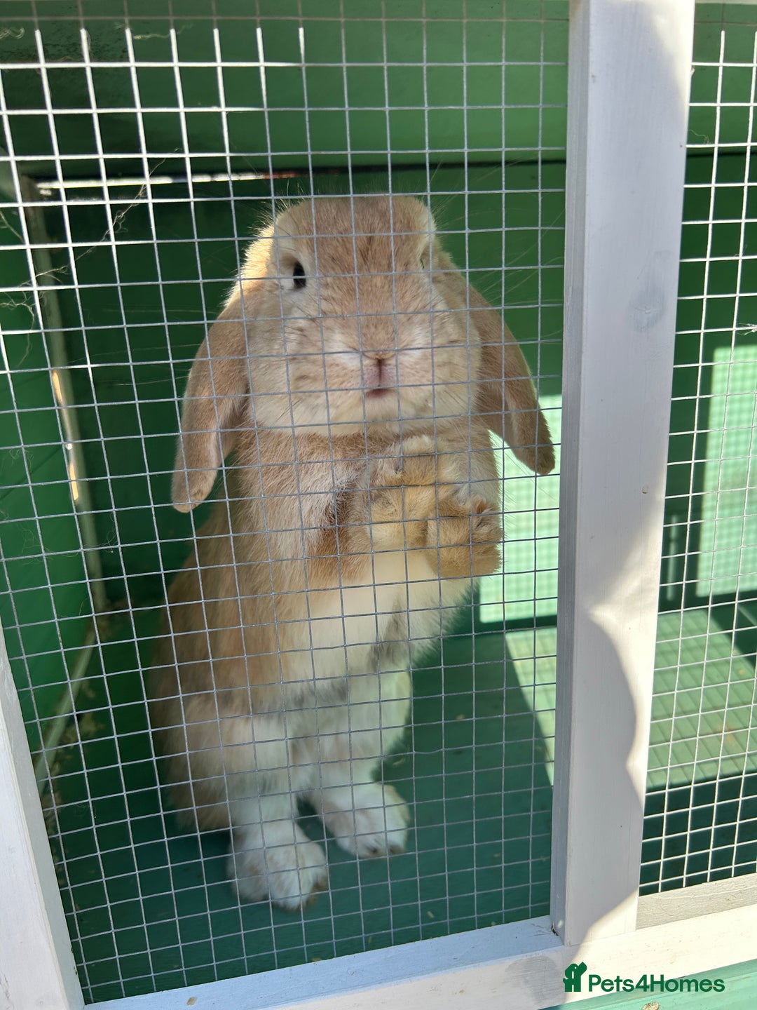 English Lop rabbits for sale: Male rabbit to go to 5* home  - Advert 2