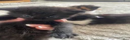 Maine Coon cats for sale: Maine coon kittens - Advert 4