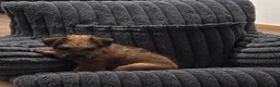 Mixed Breed dogs for sale: Stunning Lakeland x Patterdale pups - Advert 7