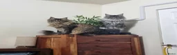Maine Coon cats for sale: Pedigree Silver Smoke Maine Coon “Yoshi” - Advert 5