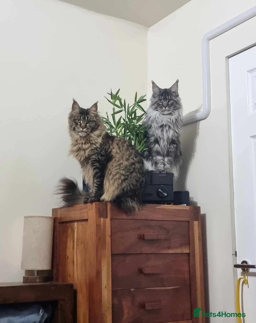 Maine Coon cats for sale: Pedigree Silver Smoke Maine Coon “Yoshi” - Advert 5