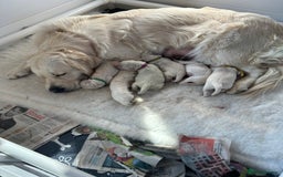 Golden Retriever dogs for sale: Golden retriever  - Image 4