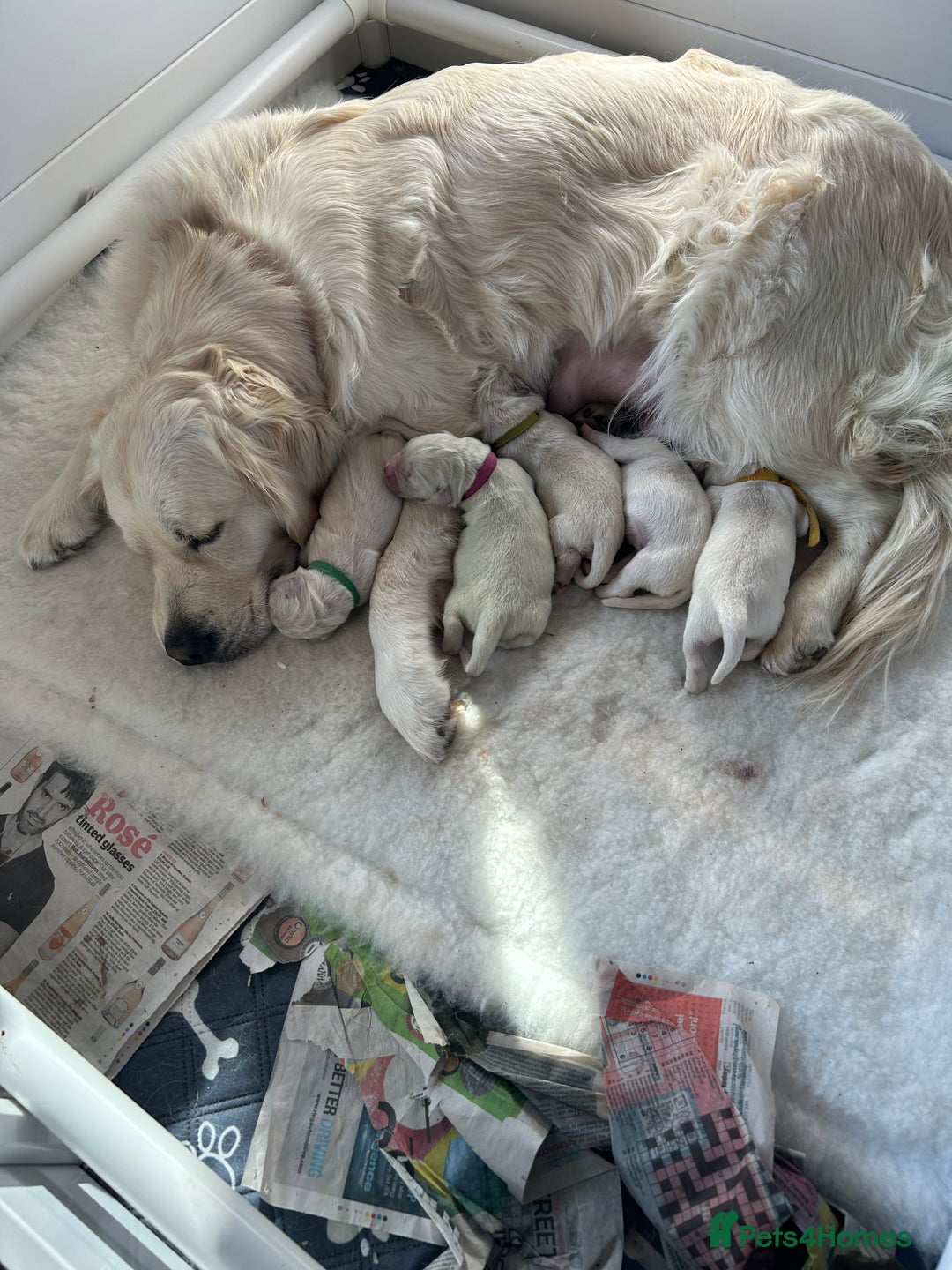 Golden Retriever dogs for sale: Golden retriever  - Image 4