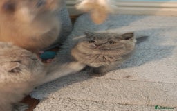 British Shorthair cats for sale: Stunning Teddy bear BSH kittens  GCCF  - Image 29