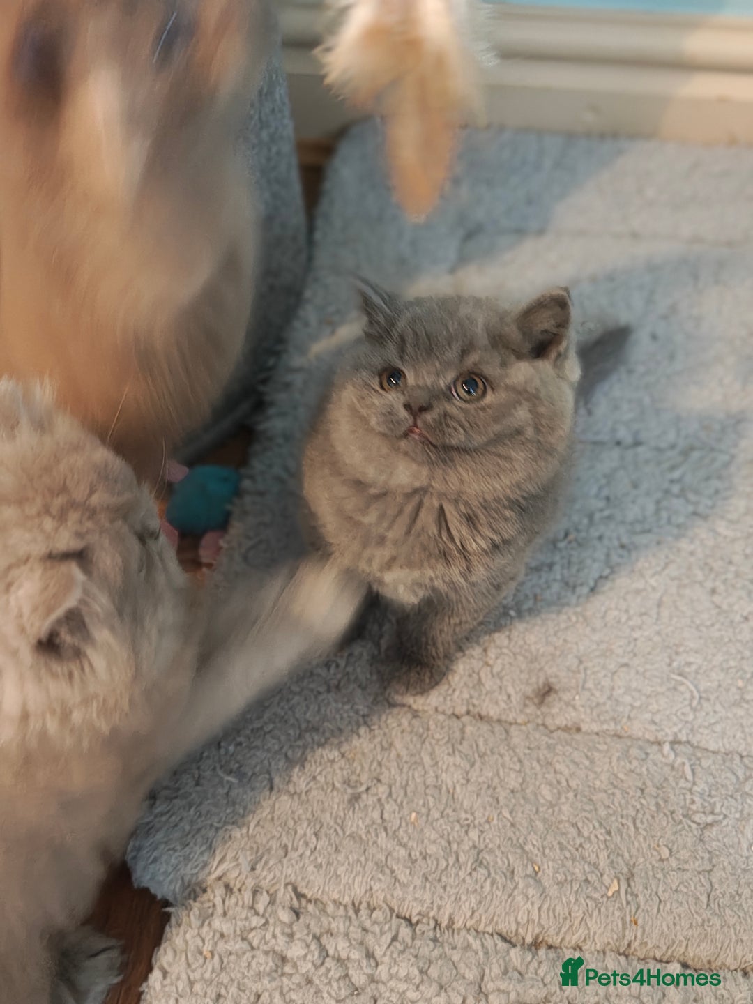 British Shorthair cats for sale: Stunning Teddy bear BSH kittens  GCCF  - Image 29