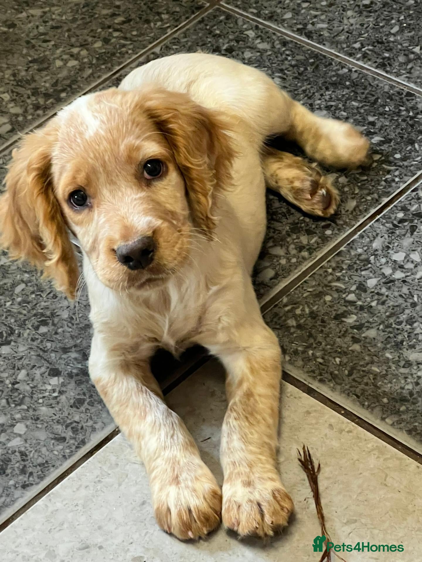 Cocker Spaniel dogs Working Cocker x Clumber Spaniel Puppies - Advert 1