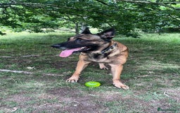 Belgian Shepherd Dog dogs for sale: Beautiful Belgium Malinois pups for sale  - Image 33