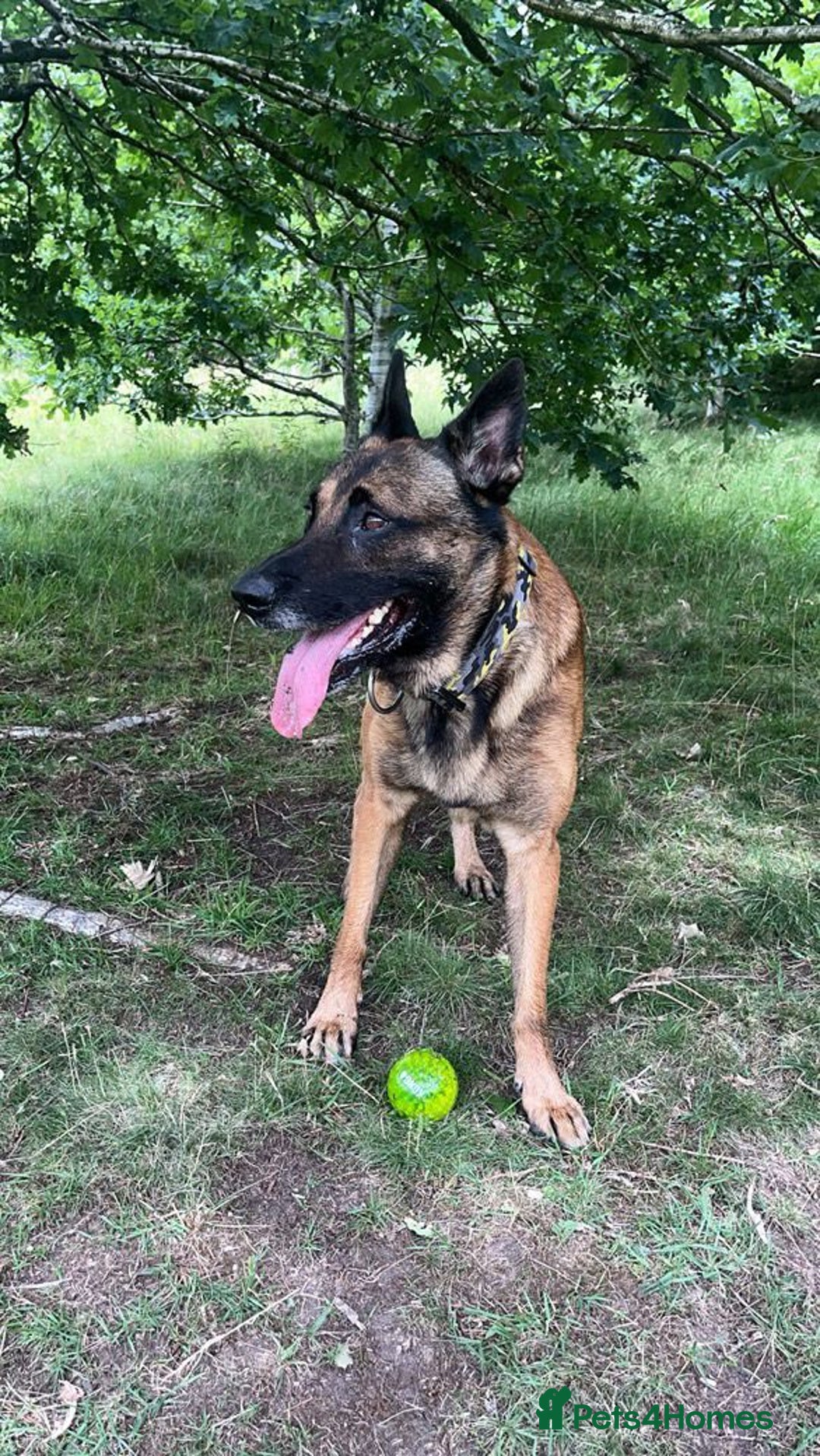 Belgian Shepherd Dog dogs for sale: Beautiful Belgium Malinois pups for sale  - Image 33