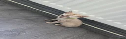 Bengal cats for sale: ACTIVE SNOW BENGAL KITTEN BLUE EYES TICA REGISTER - Advert 17