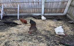 Chickens poultry for sale: Chickens for sale - Image 10