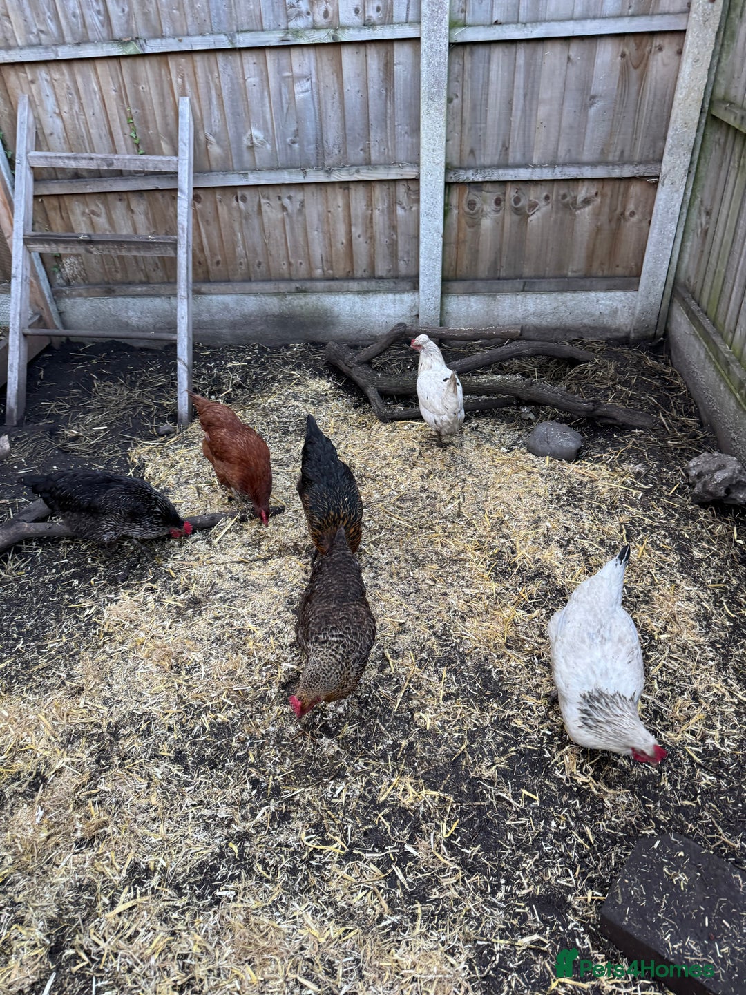 Chickens poultry for sale: Chickens for sale - Image 10