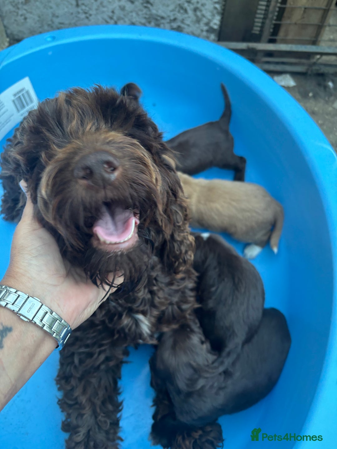 Cockapoo dogs for sale: ✨🐶 Gorgeous Cockapoo Puppies Ready Now! 🐶✨ - Image 3