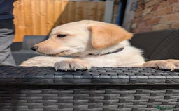 Mixed Breed dogs for sale: Golden Shepherd Puppy female  - Image 3