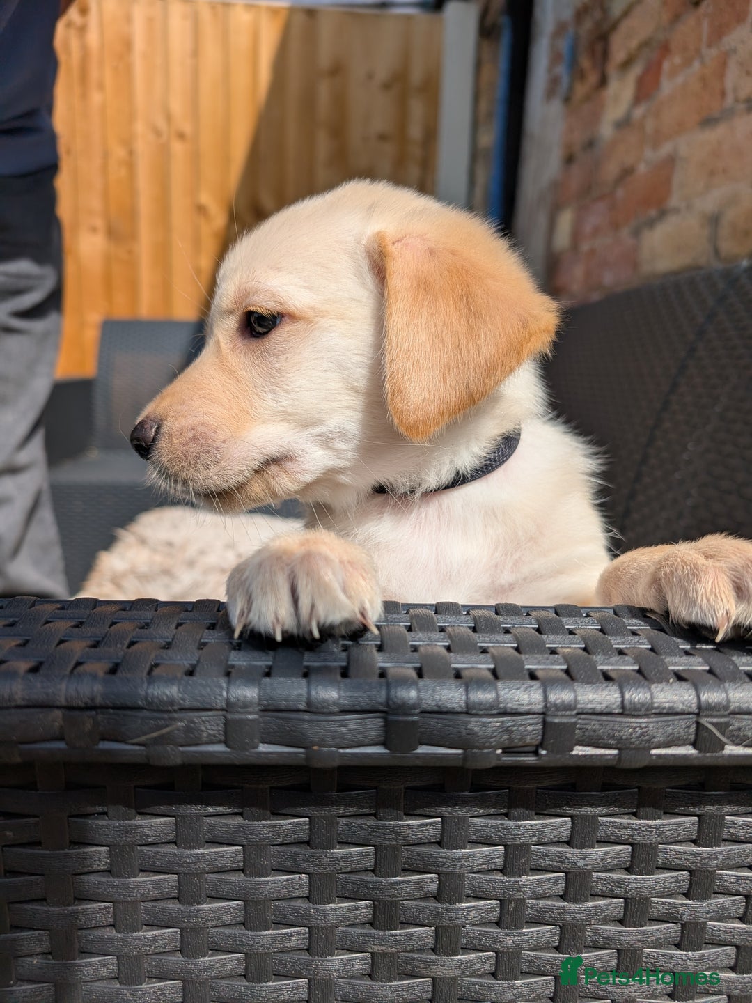 Mixed Breed dogs for sale: Golden Shepherd Puppy female  - Image 3