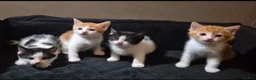 Mixed Breed cats for sale: Ready to Leave - 3x Beautiful Mixed Breed Kittens  in Northampton - Advert 7