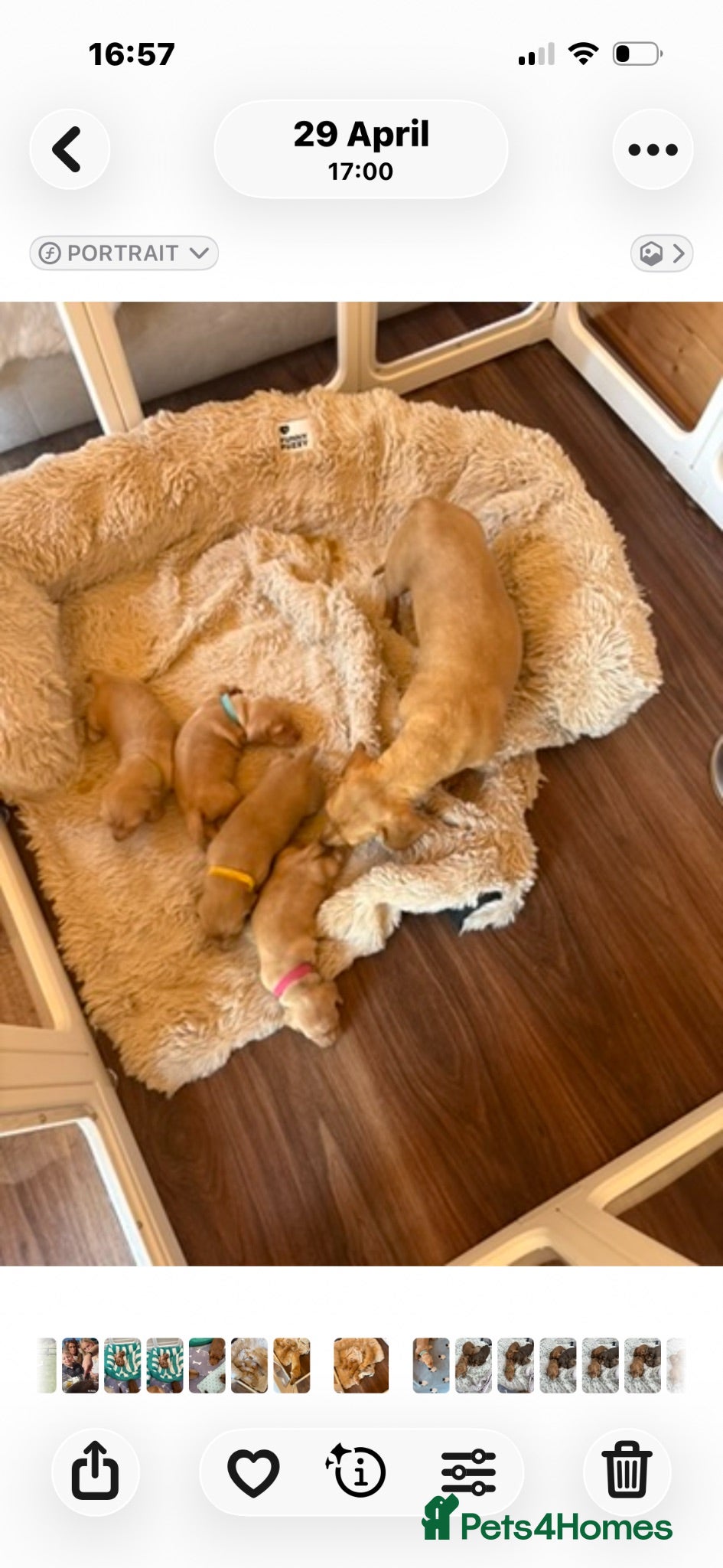 Miniature Dachshund dogs Pure Cream female mini dachshund  - Advert 2