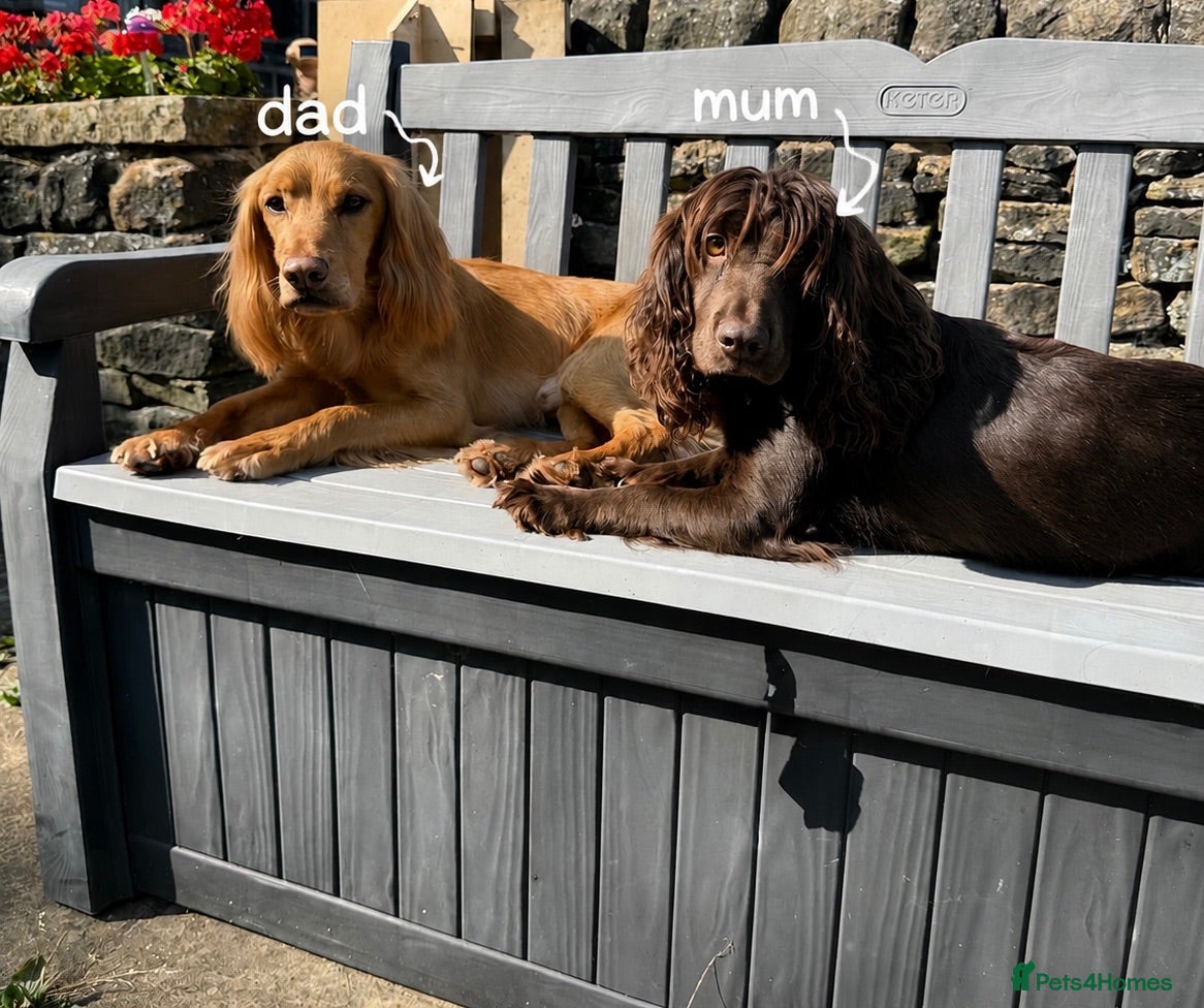 Cocker Spaniel dogs Stunning Working Cocker Spaniel puppies - Advert 1