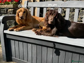 Cocker Spaniel dogs Stunning Working Cocker Spaniel puppies - Advert 1