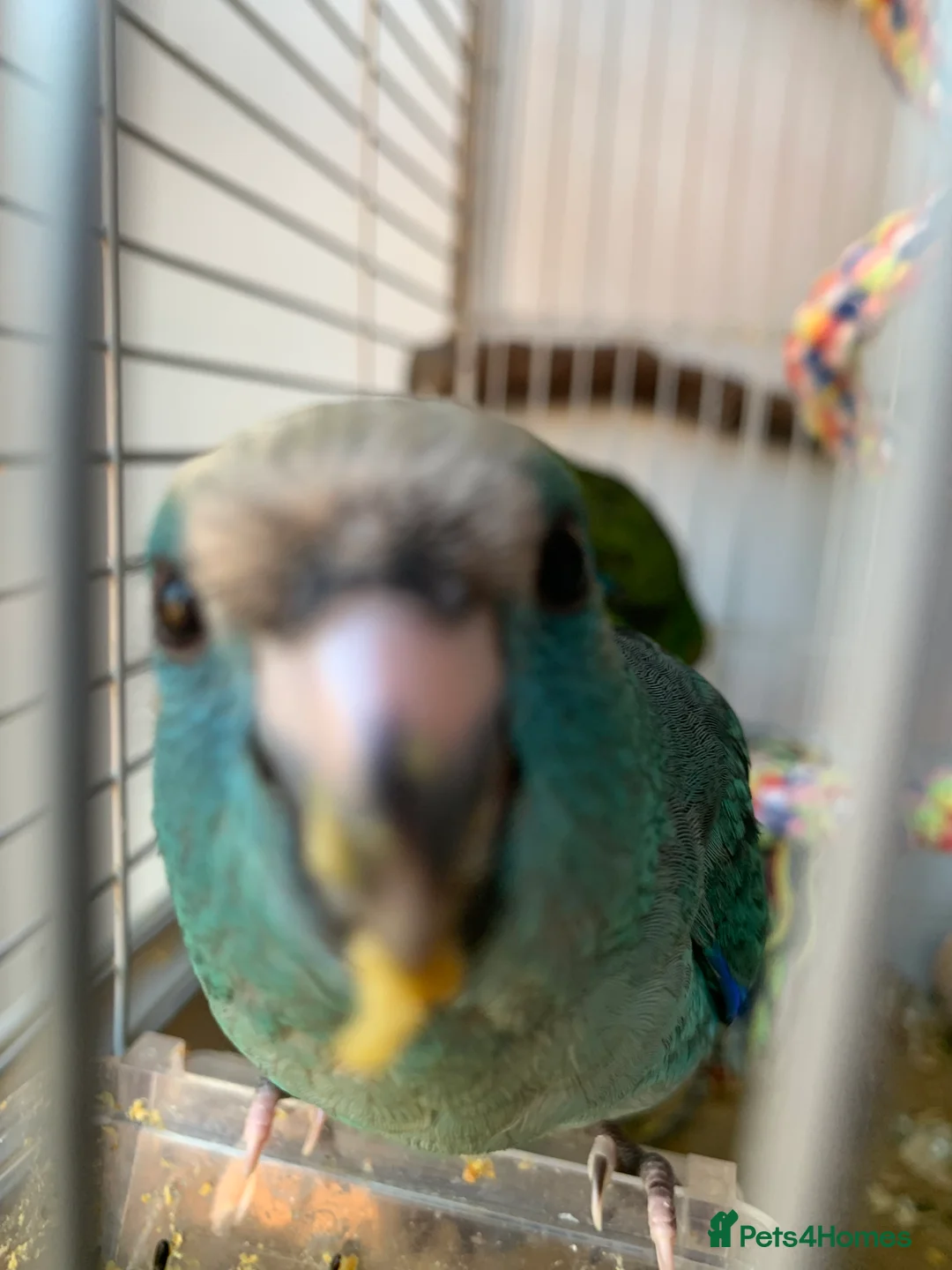 Parakeets birds for sale: 2 Hand Reared Baby Kakarikis  - Advert 2