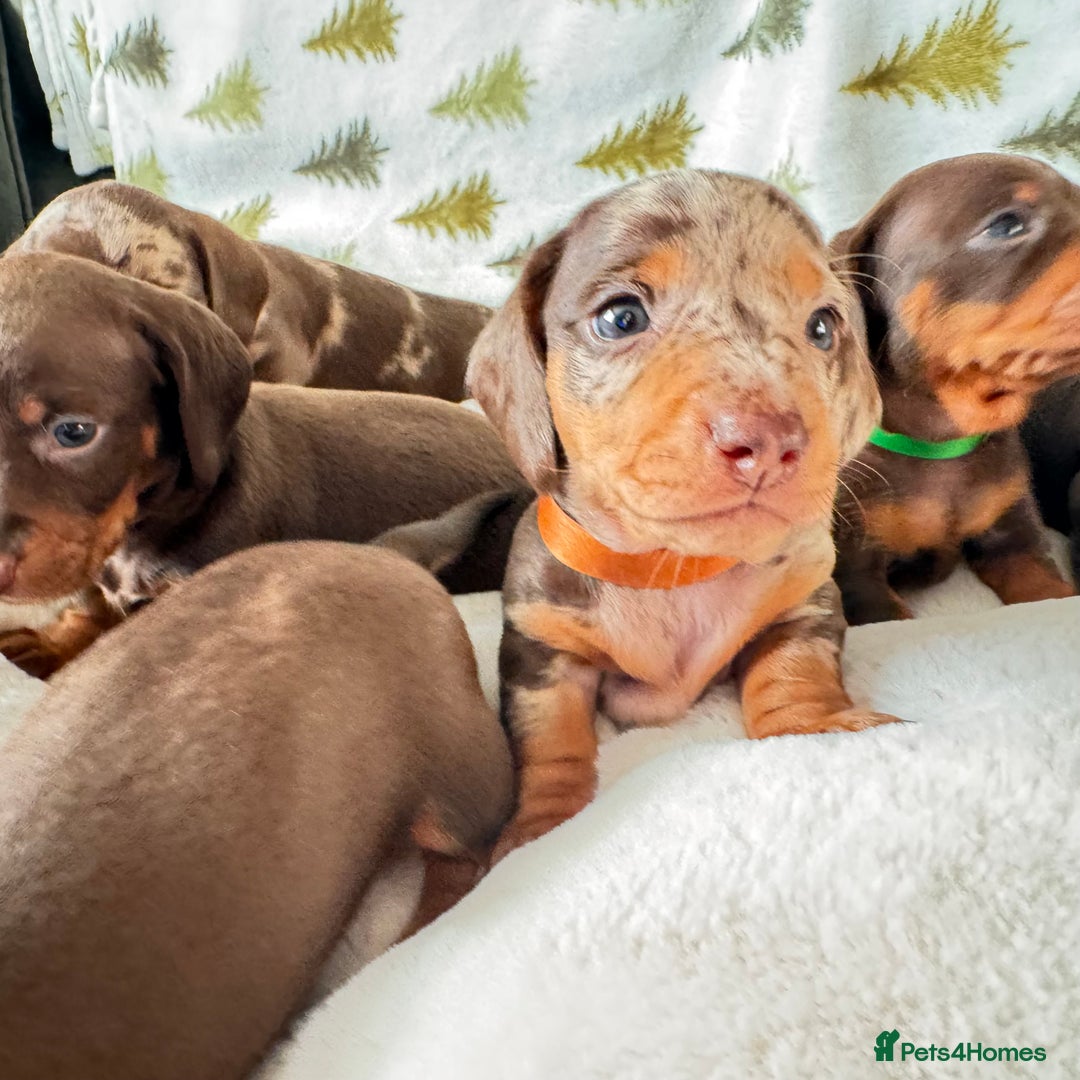 Miniature Dachshund dogs for sale: 6 KC registered miniature dachshund pupps  - Advert 11