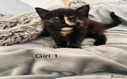 Domestic Shorthair cats for sale: Girl 1 left ❤️😻❤️ 7wks and ready to leave  - Image 7