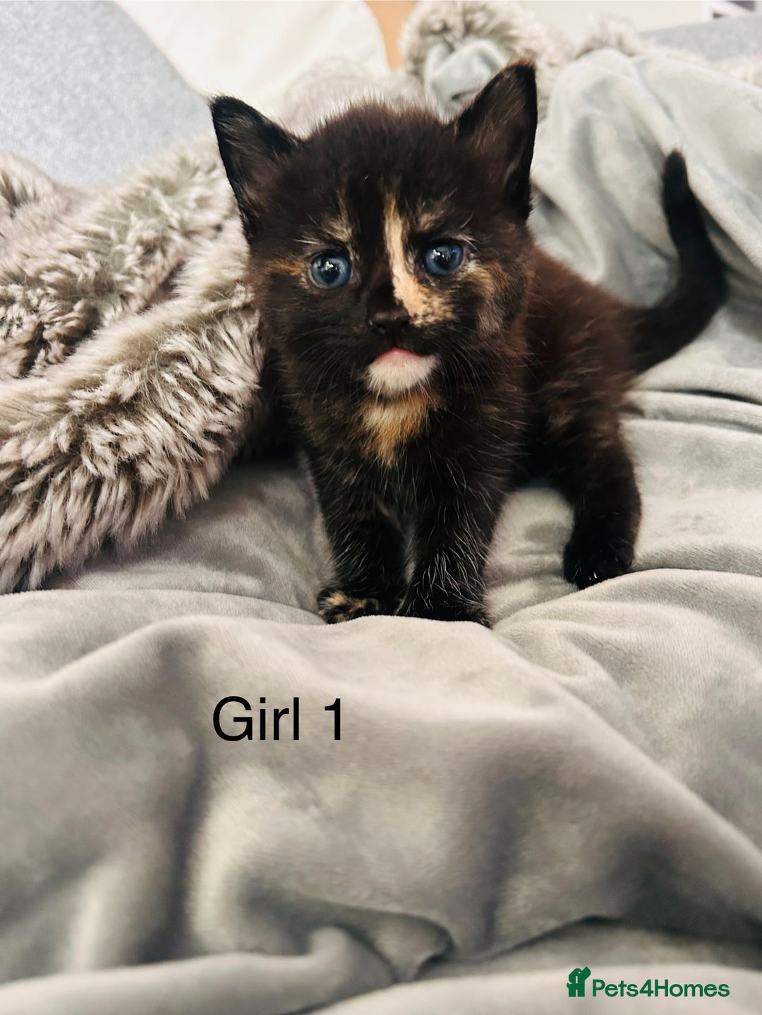 Domestic Shorthair cats for sale: Girl 1 left ❤️😻❤️ 7wks and ready to leave  - Image 7