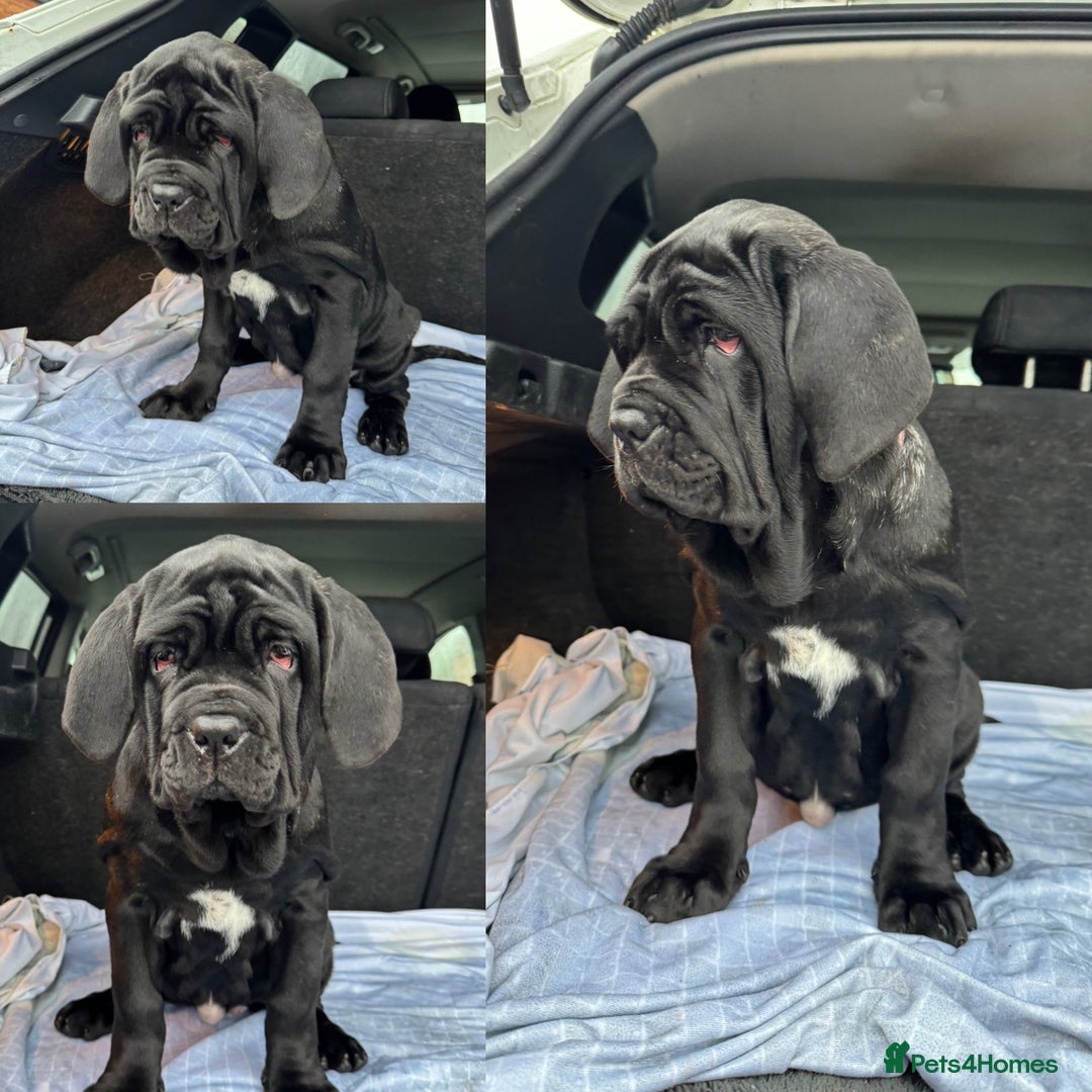 Mastiff dogs for sale: 2 Neapolitan mastiff puppies black girls  - Advert 24