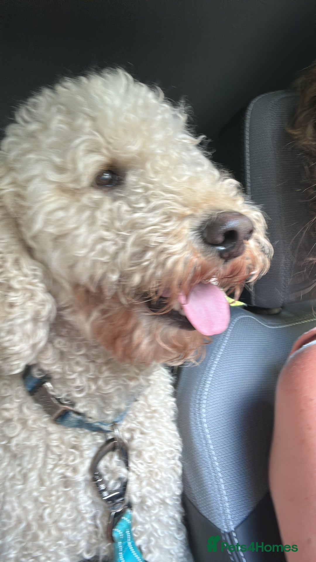 Mini Goldendoodle dogs for stud: Mini Doodle Stud: Multi-Gen, Health Tested, Proven - Advert 4