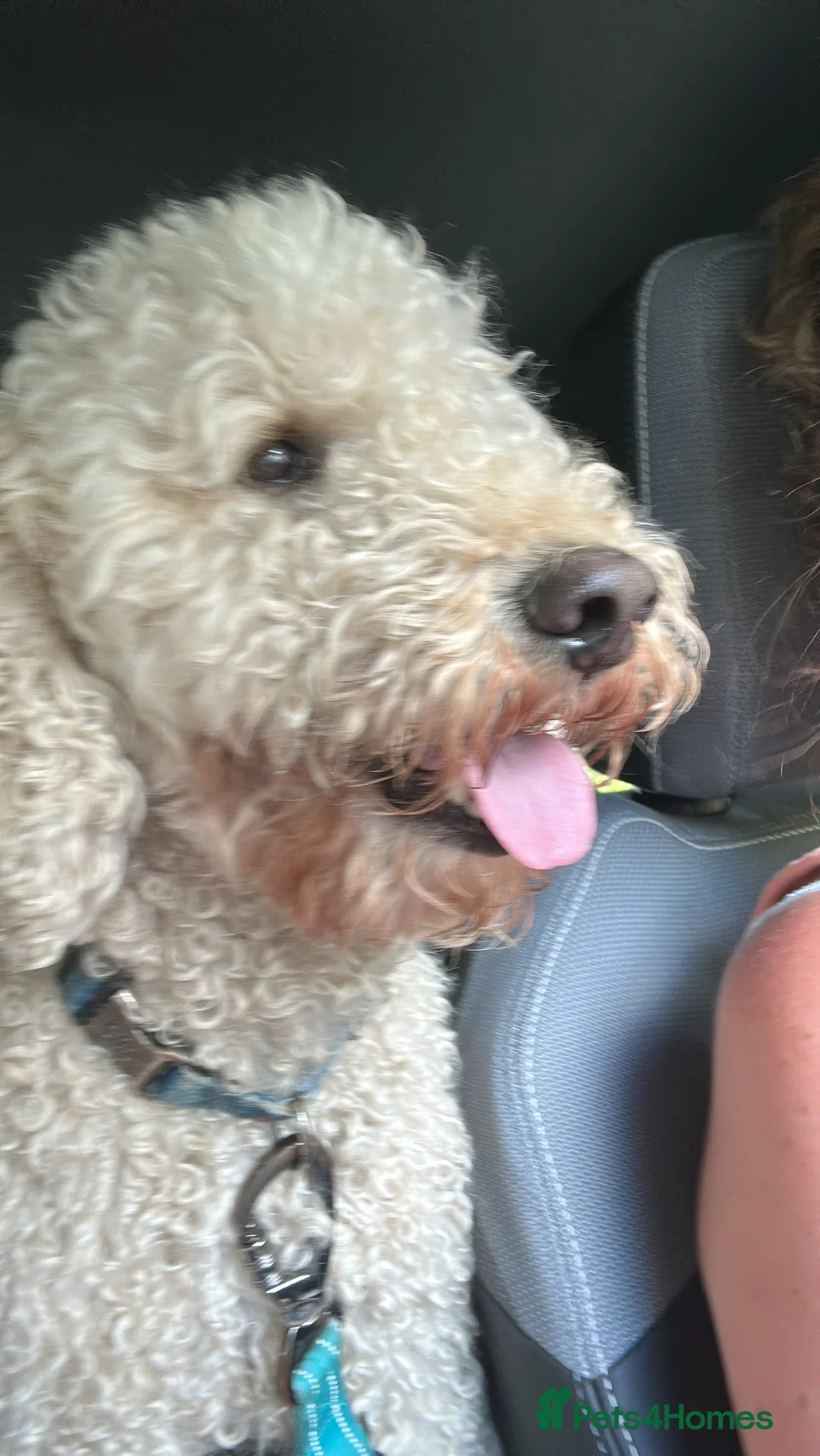 Mini Goldendoodle dogs for stud: Mini Doodle Stud: Multi-Gen, Health Tested, Proven - Advert 4