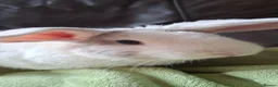 Mixed Breed rabbits for sale: One beautiful boy for sale in Stoke-on-Trent - Advert 5