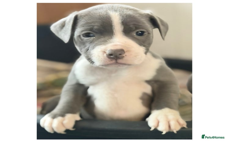 Staffordshire Bull Terrier dogs - Advert 5