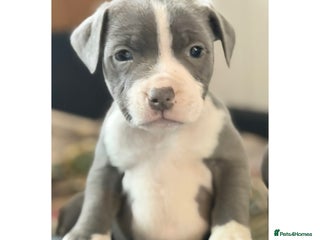 Staffordshire Bull Terrier dogs - Advert 5