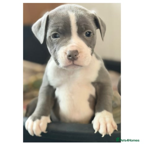 Staffordshire Bull Terrier dogs - Advert 5