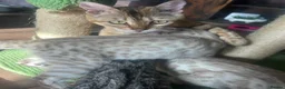 Bengal cats for sale: Supper friendly TICA registered kittens  - Advert 6