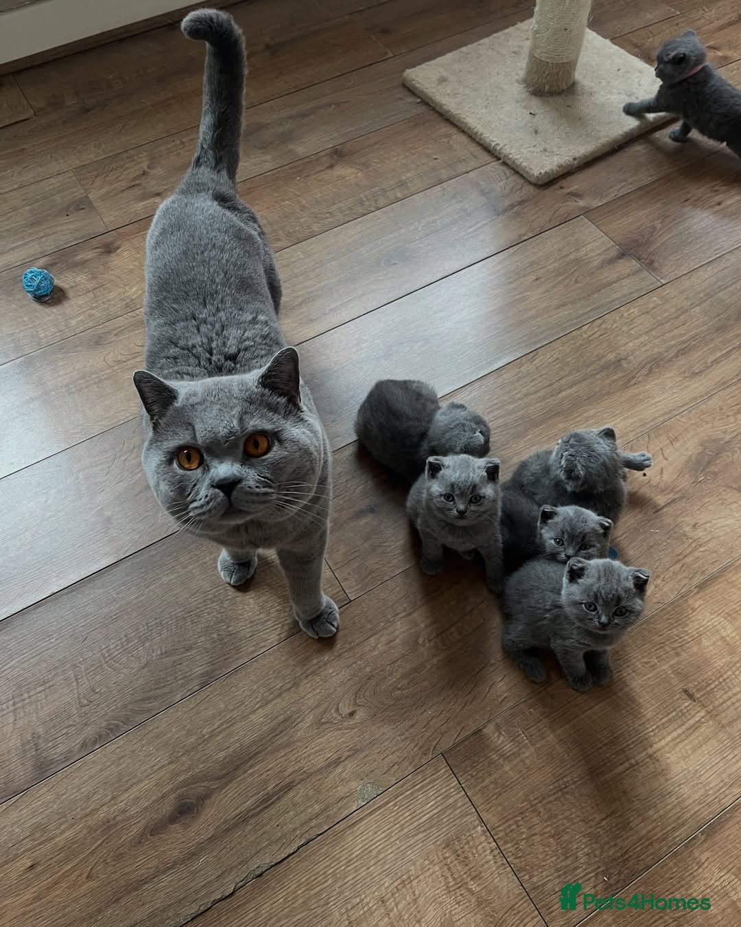 British Shorthair cats Beautiful British Shorthair Kittens  - Advert 3