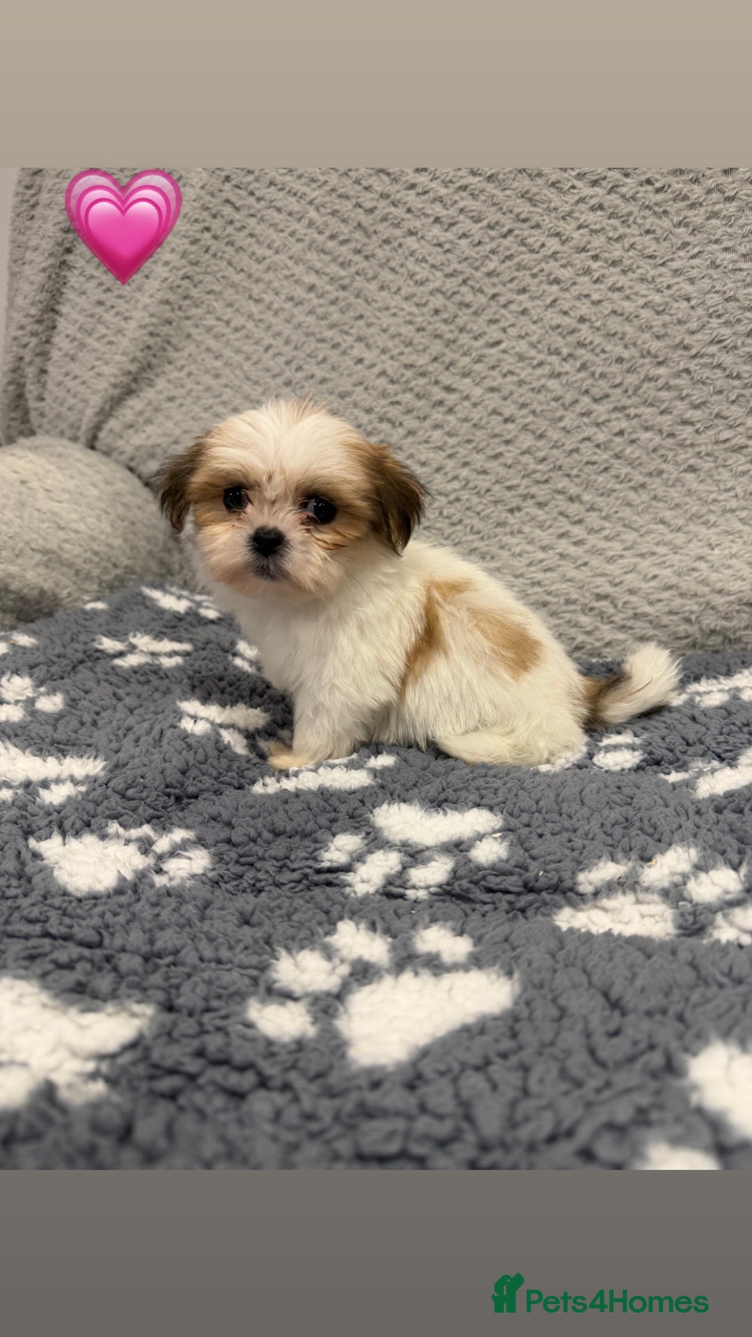 Lhasa Apso dogs for sale: Lhasa apso puppies 🐶 - Advert 18
