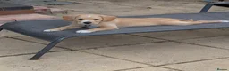 Mixed Breed dogs for sale: Cockalier - 14 weeks  in Worcester - Advert 5