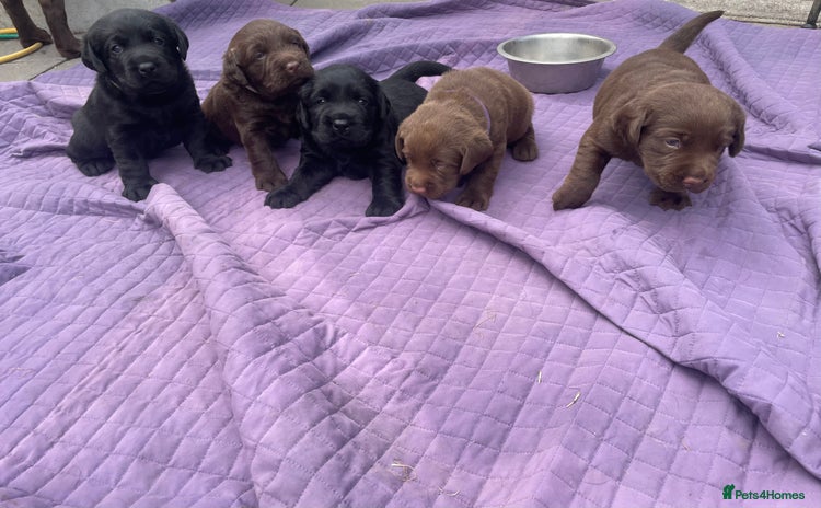 Labrador Retriever dogs - Advert 9