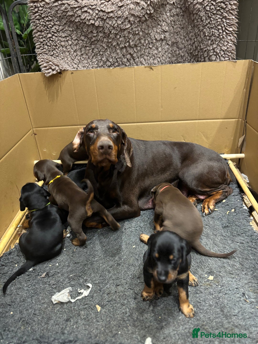 Dobermann dogs for sale: Beautiful chunky Dobermans - Advert 3