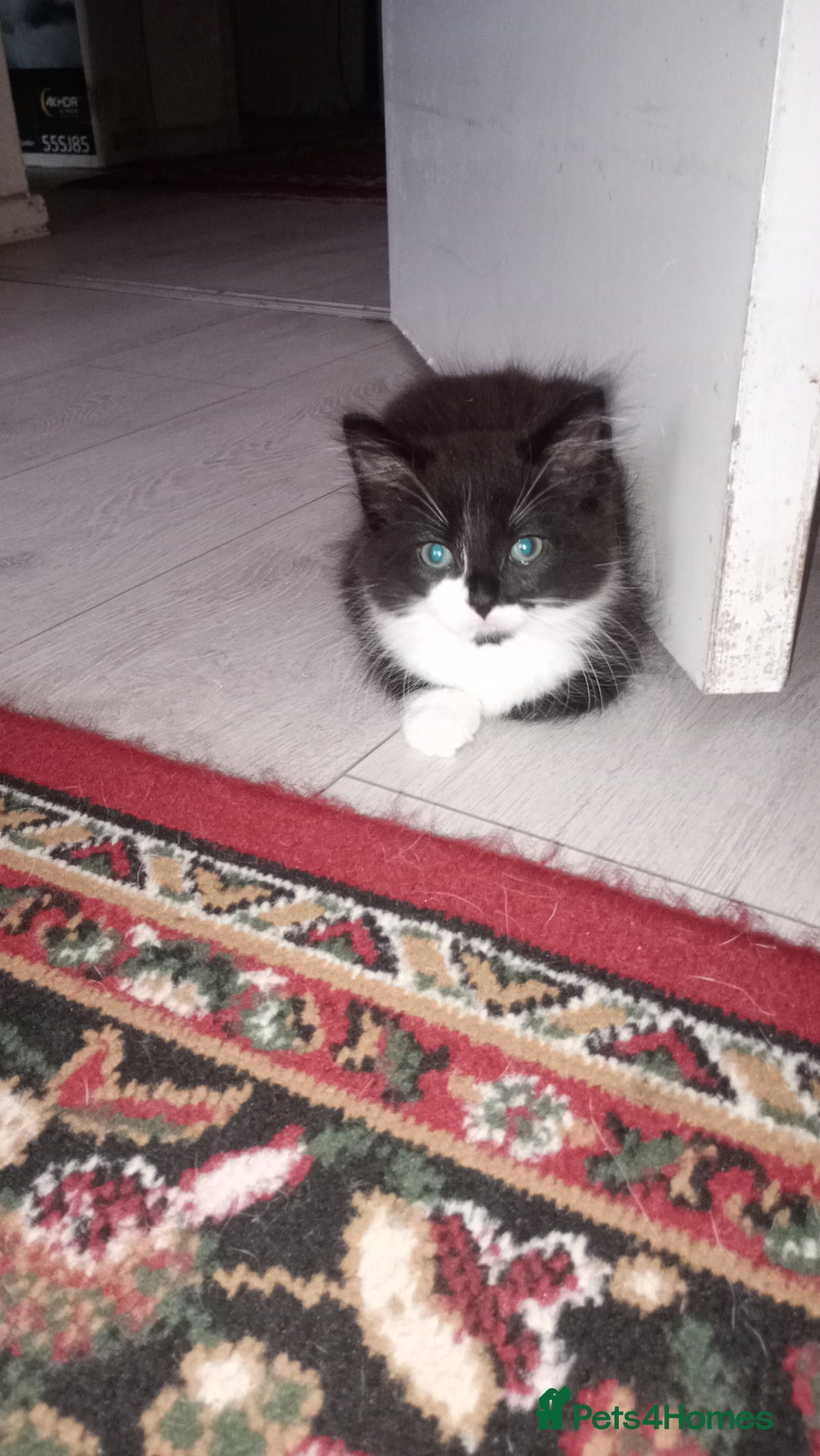 Mixed Breed cats for sale: Fluffy lovely kitten looking for home - Image 4
