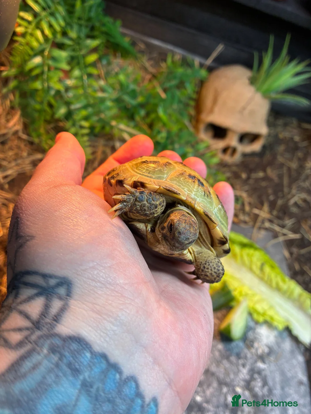 Tortoise reptiles for sale: Horsefield tortoise  in Lowestoft - Advert 3