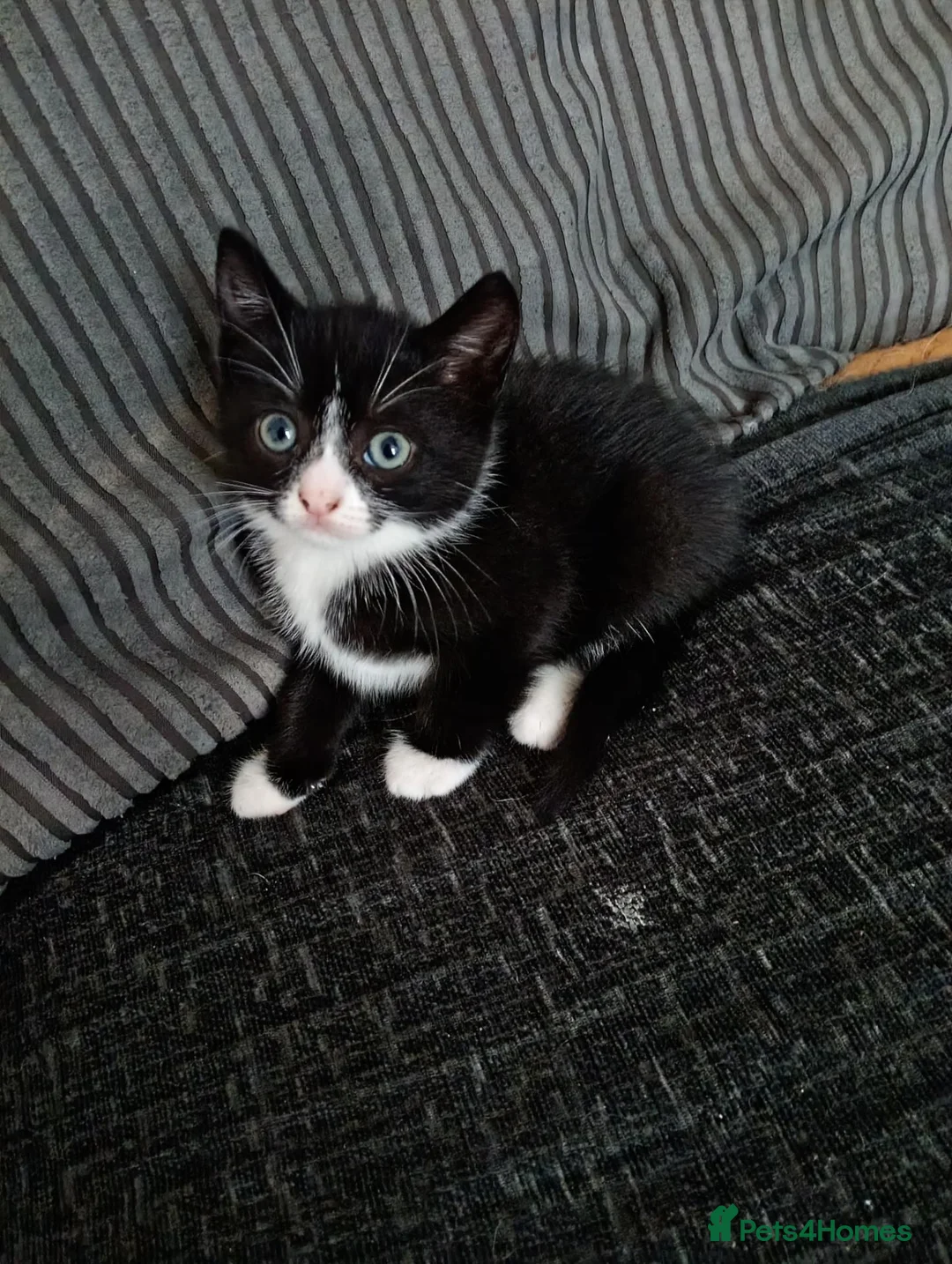 Domestic Shorthair cats for sale: Kittens for sale  in Wolverhampton - Advert 2