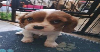 Cavalier King Charles Spaniel dogs - Advert 2