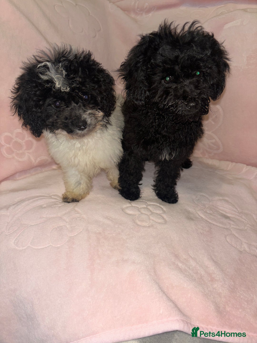 Cavapoo dogs for sale: Cavapoo puppies for sale  - Advert 5