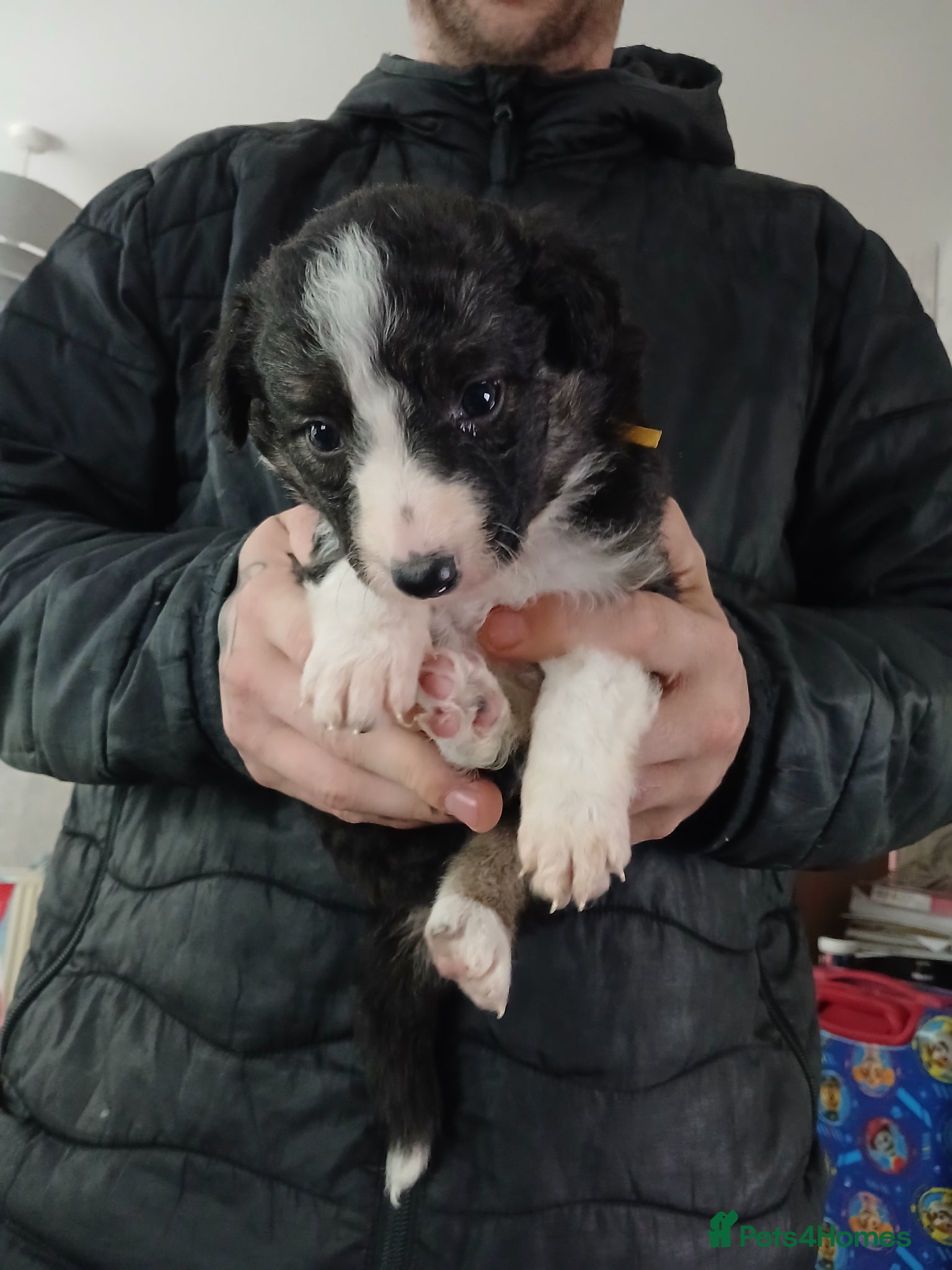 Border Collie dogs 3 beautiful puppies  - Advert 10