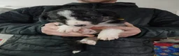 Border Collie dogs for sale: 1 beautiful boy left - Advert 1