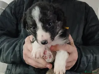 Border Collie dogs 3 beautiful puppies - Advert 10